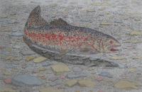 Rainbow Trout  OUT OF PRINT