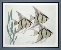Angelfish  (OUT OF PRINT)   