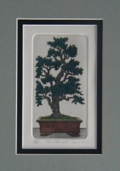 Ash Bonsai #1  (MINI) OUT OF PRINT