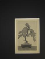 Pine Bonsai  (off-set mat)