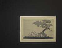 Juniper Bonsai (rock)